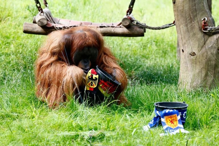 "Orang-outan" s'attend à ce que l'Allemagne remporte l'Écosse à l'Euro 2024