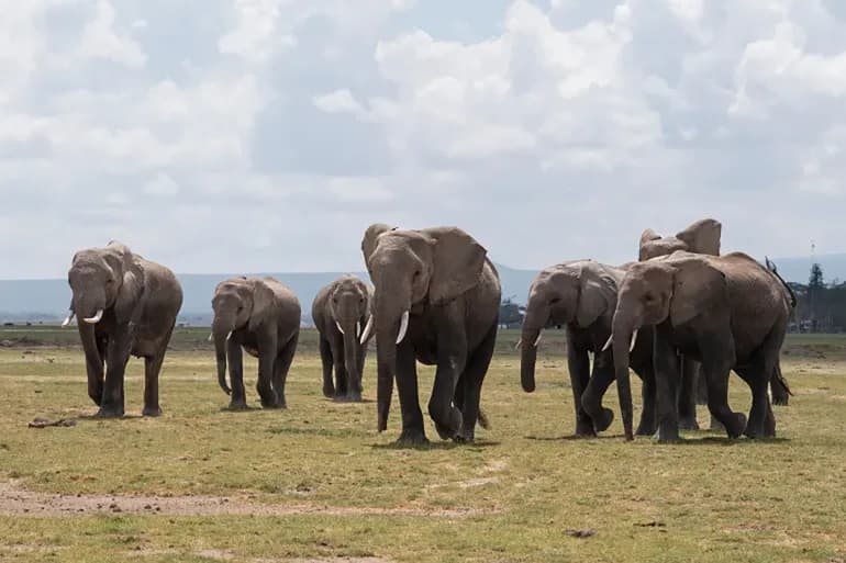Piments et abeilles… les armes des villageois pour faire face aux attaques d'éléphants en Tanzanie