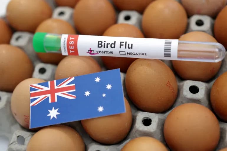 La grippe aviaire a été détectée dans une ferme en Australie alors que l'on niait l'existence d'une pénurie générale d'œufs.