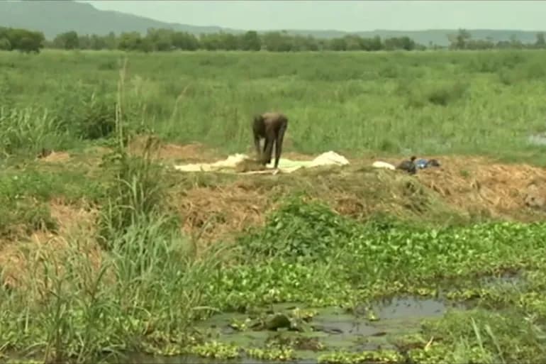 Le Nigeria utilise du maïs génétiquement modifié pour faire face à la crise alimentaire malgré les problèmes de sécurité