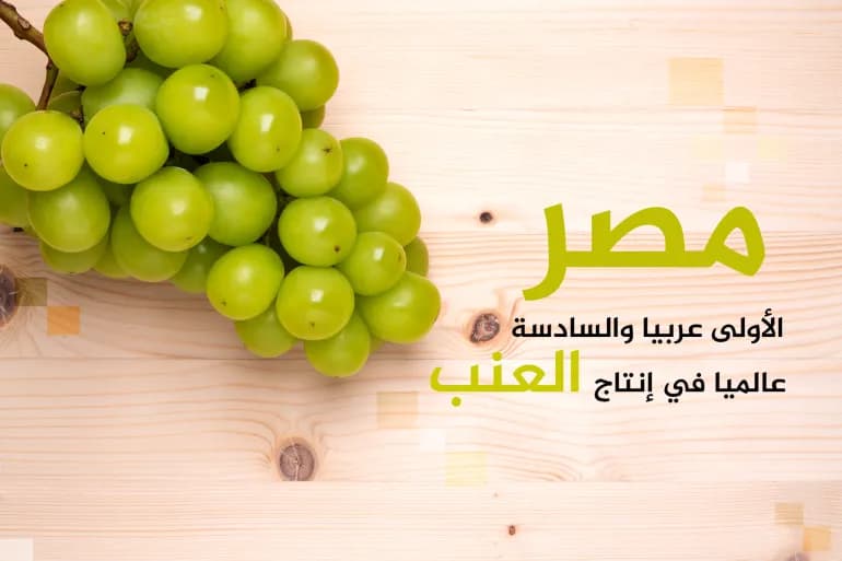 Les 10 premiers pays producteurs de raisin de table au monde. L’Égypte en fait partie
