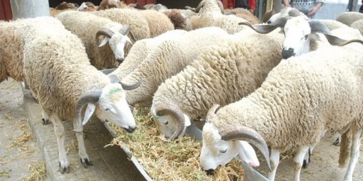 Ministère des Habous : Aïd Al Adha sera célébré le lundi 17 juin