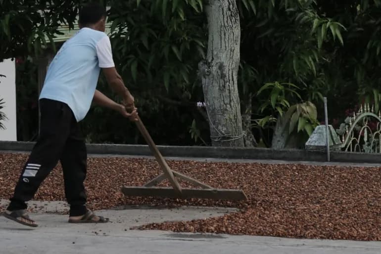 Le Ghana reporte ses expéditions supplémentaires de cacao alors que la crise d'approvisionnement s'aggrave