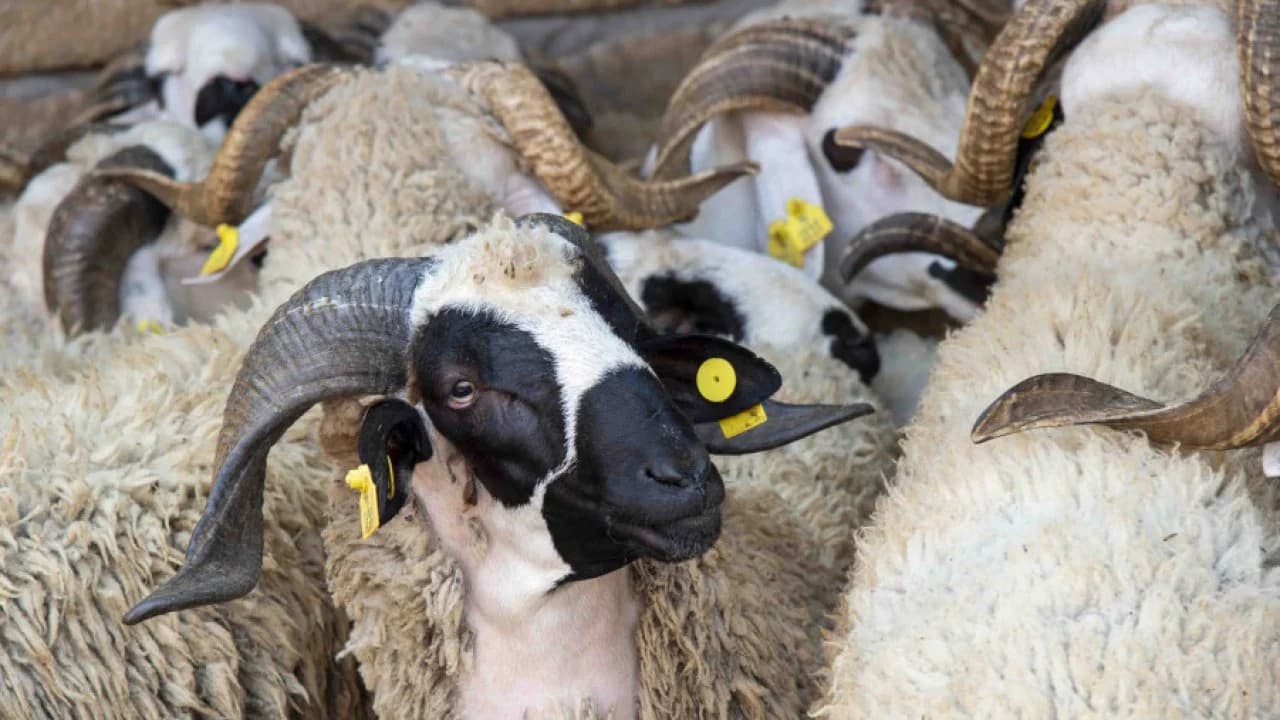 Aïd Al-Adha : Identification de 5,8 Millions de Têtes d'Ovins et de Caprins