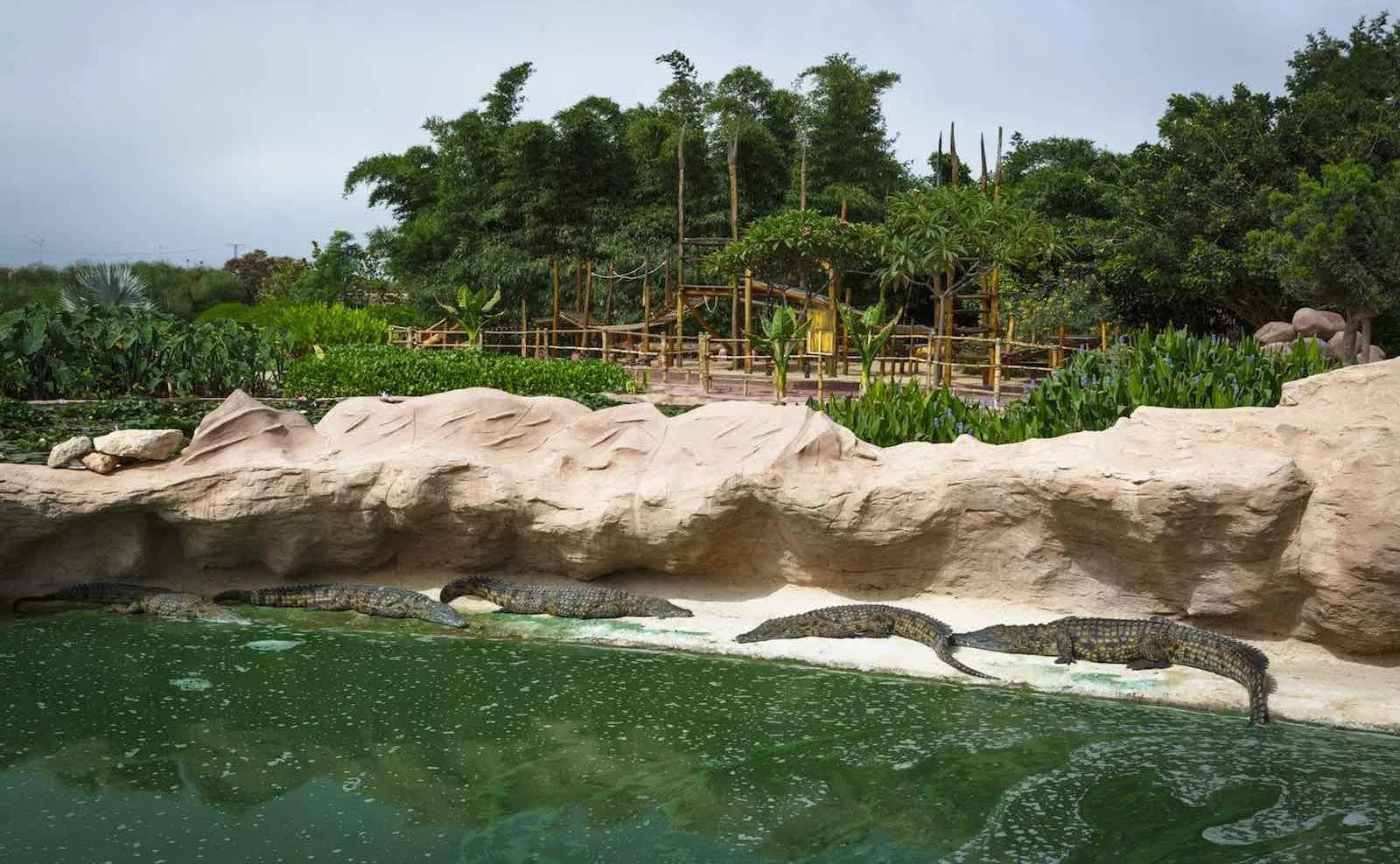 Agadir : Crocoparc accueille 16 crocodiles en provenance d'Aquatis à Lausanne