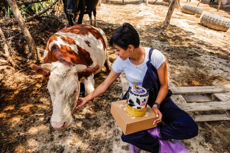 Le petit agriculteur… une Tunisienne résiste à l'échec avec un projet réussi d'élevage de vaches