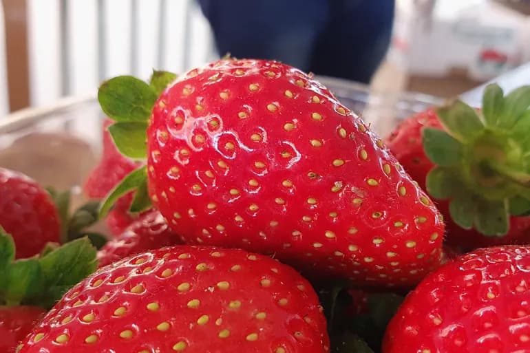 Ne vous inquiétez pas.. les insectes du fraisier sont bénéfiques et ne nuisent pas à la santé