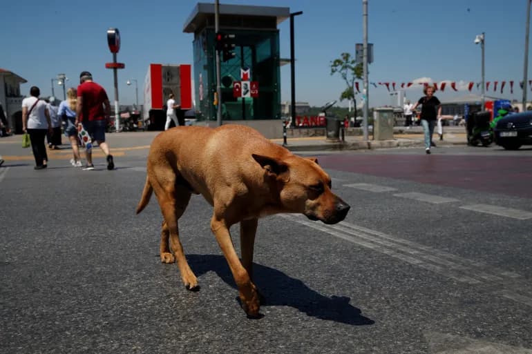 La Turquie adopte une loi pour collecter les chiens errants dans les rues