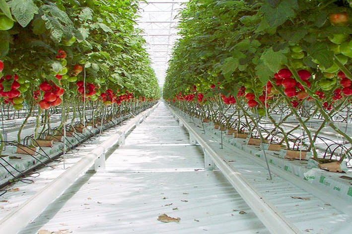 Cultures hors sol : Avantages et défis pour l'agriculture moderne