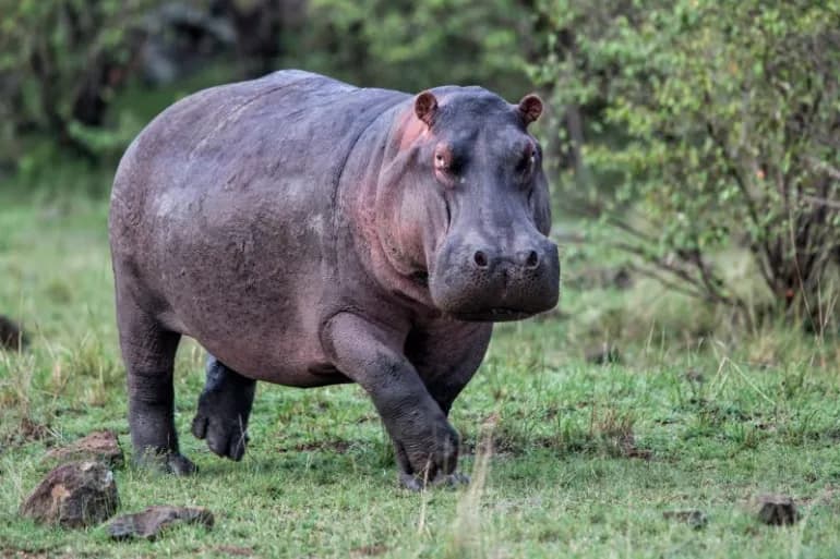 La merveille du monde animal… les hippopotames lèvent tous les pieds en l'air lorsqu'ils courent