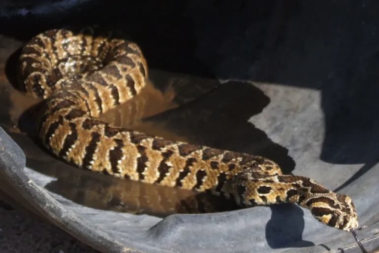 Un serpent venimeux menace la sécurité des Jordaniens à cause du changement climatique