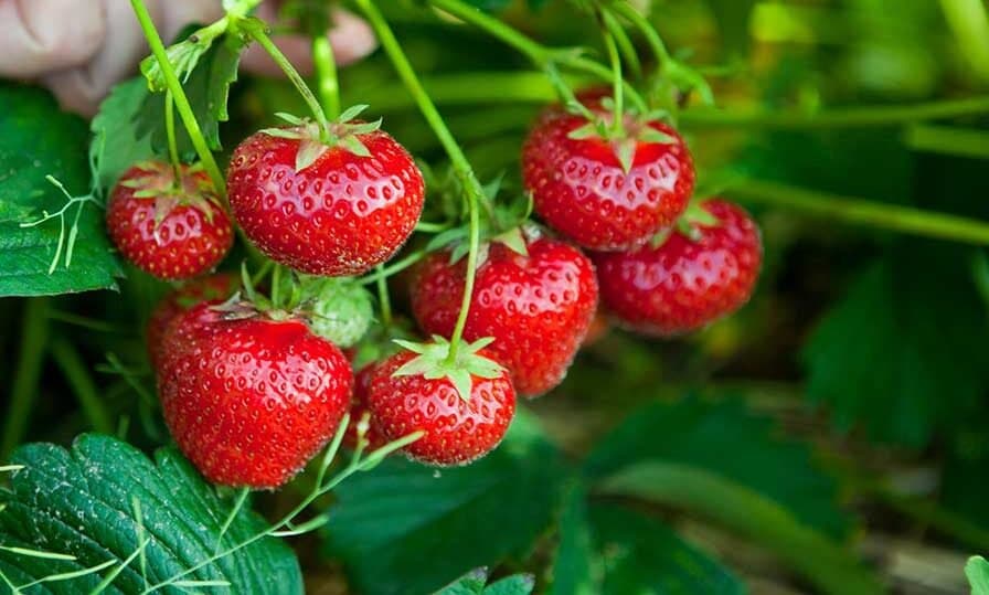 Espagne: La production agricole souffre du changement climatique