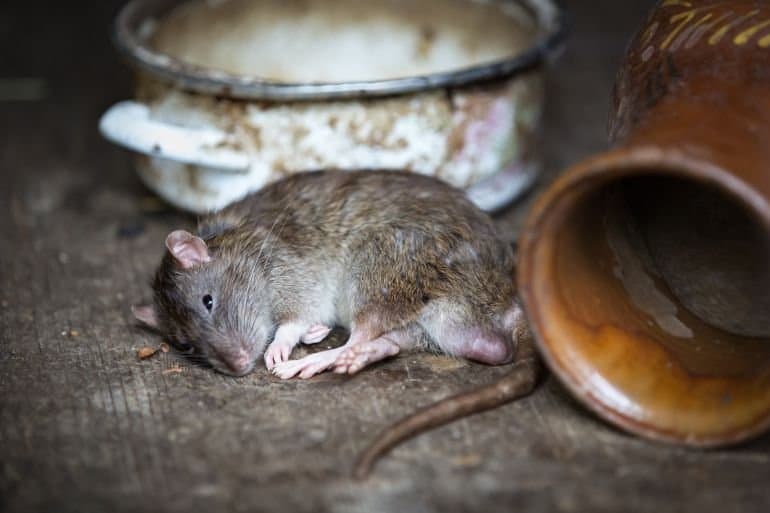 Les souris répondent aux humains… Comment la perte modifie-t-elle la chimie du cerveau ? N'avons-nous pas oublié alors ?