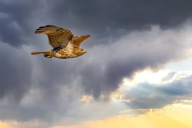 Les poumons des oiseaux en vol… ont de nombreuses fonctions qui ne se limitent pas à la respiration