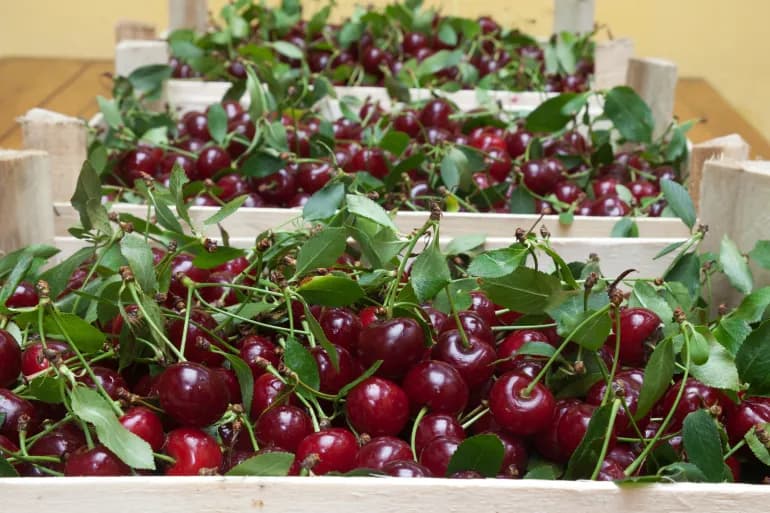 Les cerises marocaines.. Vont-elles disparaître à cause du changement climatique ?