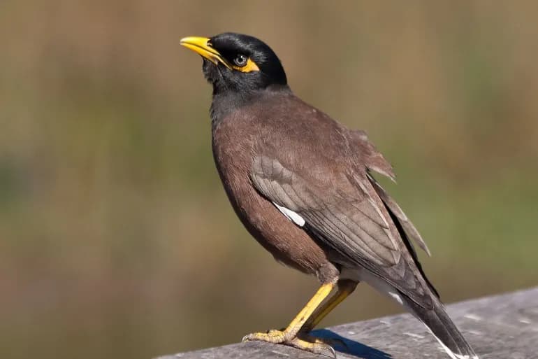 Le myna indien…un oiseau féroce et agressif envahissant le monde arabe