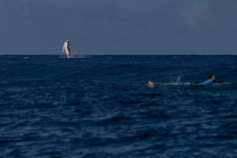 Un moment incroyable… une énorme baleine prend d'assaut la compétition de surf aux JO de Paris