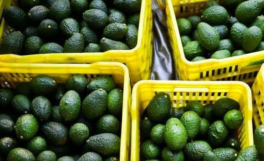 Succès Controversé : La Saison Record des Avocats Marocains face à la Crise Hydrique