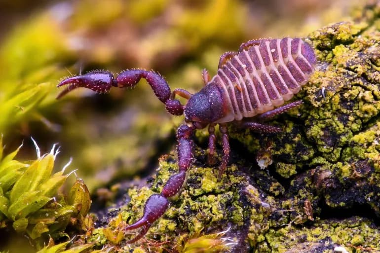 Le faux scorpion… un objet de 4 millimètres de long qui pourrait servir aux hôpitaux du monde