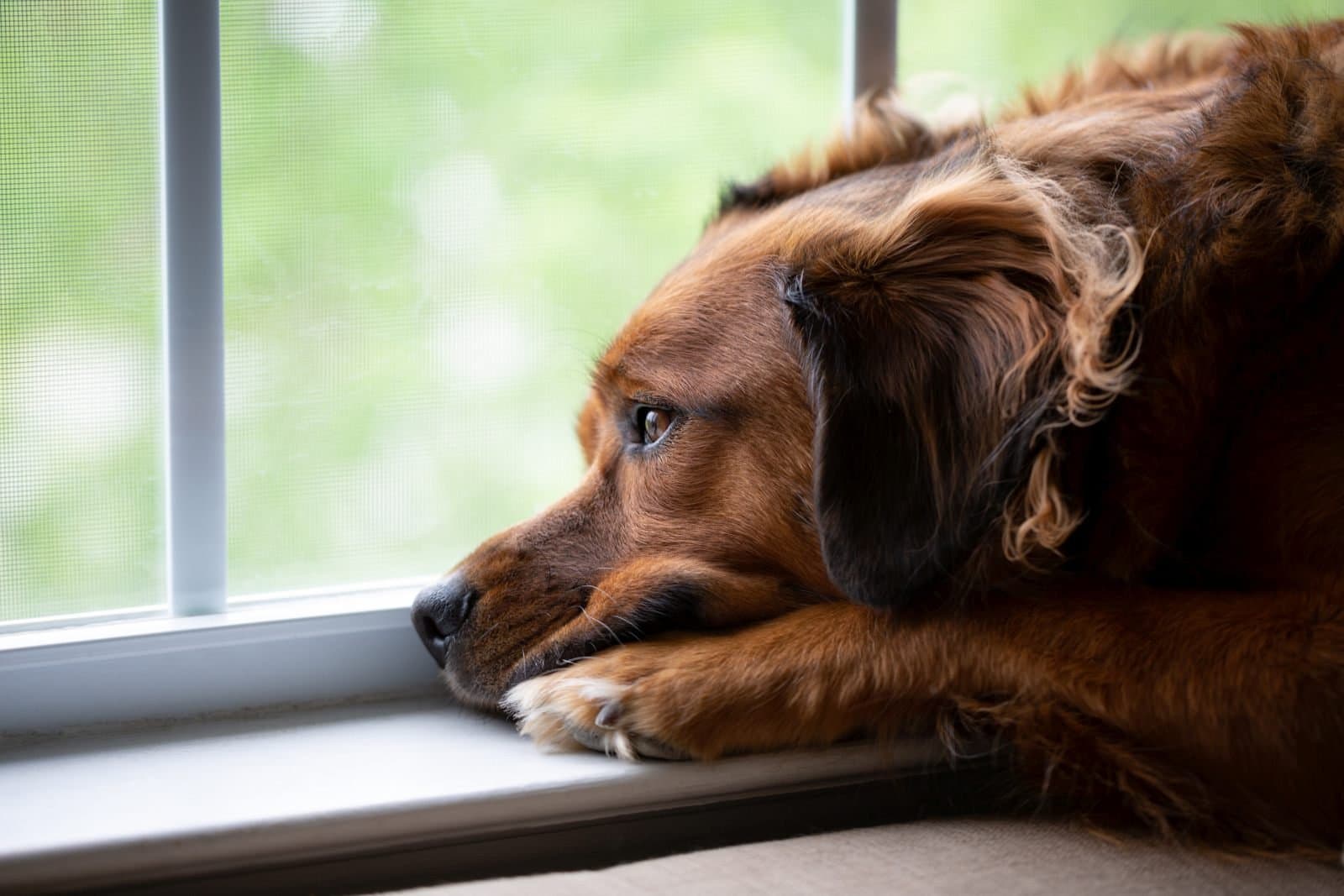 Chiens errants: le Maroc adopte la technique appelée “TNR” 