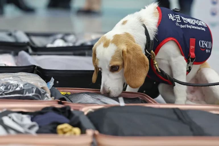 La Corée du Sud utilise un chien policier pour lutter contre les punaises de lit provenant des JO de Paris