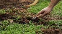 Main-d'œuvre Agricole : Les Travailleurs Marocains, Solution Clé pour les Récoltes en France