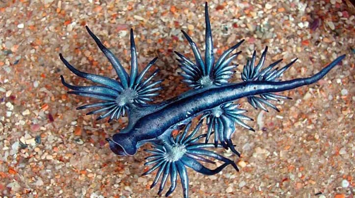 Fermeture d'une plage aux Canaries en raison de la présence d'un mollusque venimeux