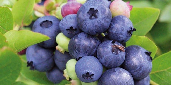 Le Maroc établit un record d'exportation de myrtilles lors de la saison agricole 2023-2024