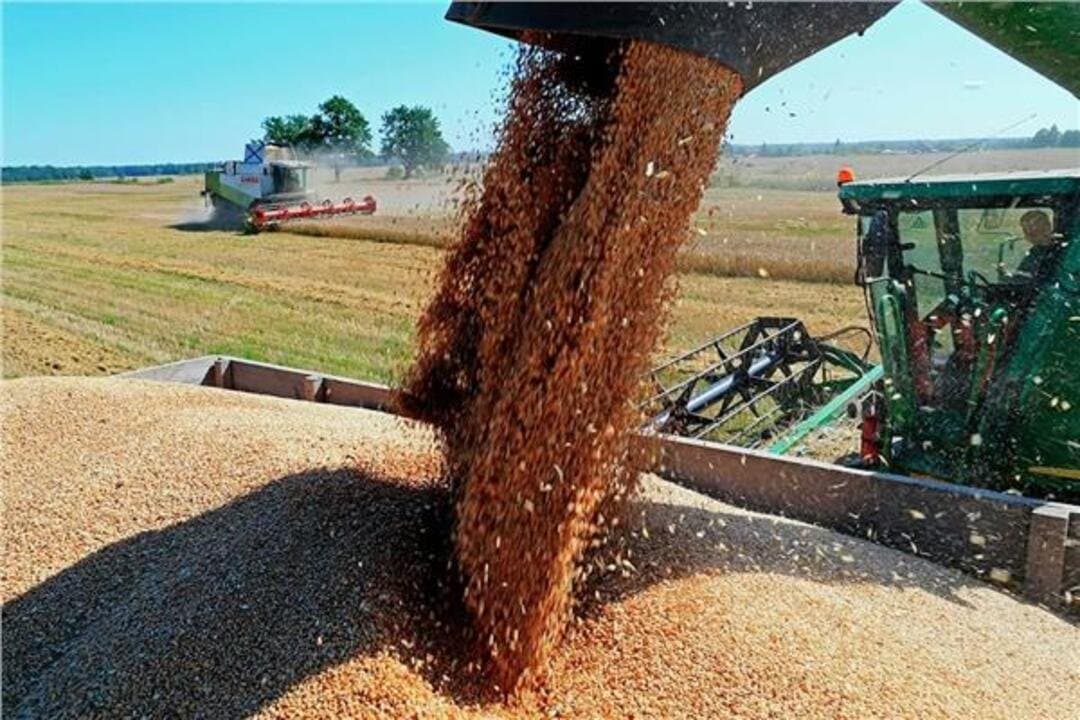 Pénurie de blé : les prix augmentent à la Bourse de Chicago