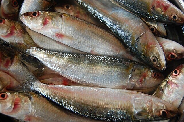Sardine: "poisson des pauvres" ne l'est plus