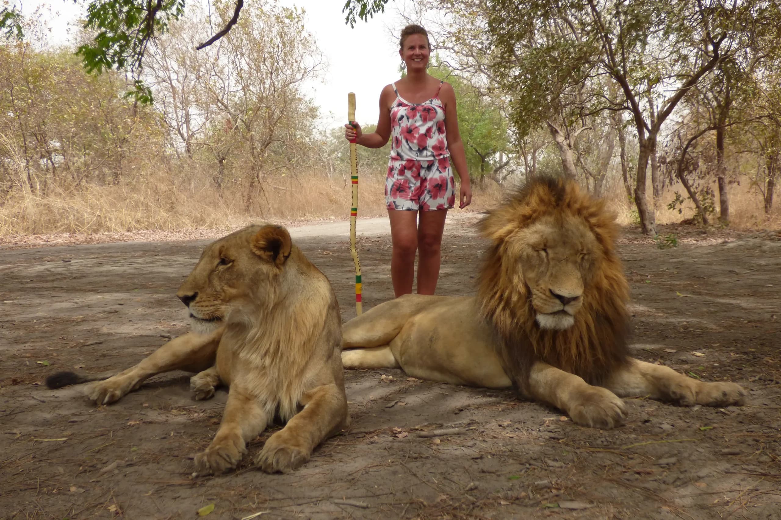 L'Afrique du Sud interdit l'élevage en captivité des lion
