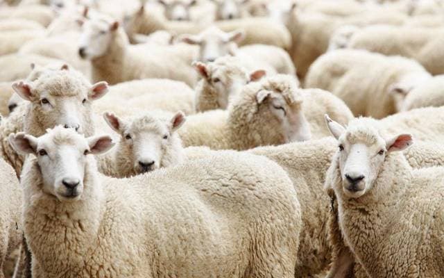 Roumanie : Reprise des Exportations d'Ovins vers le Maroc