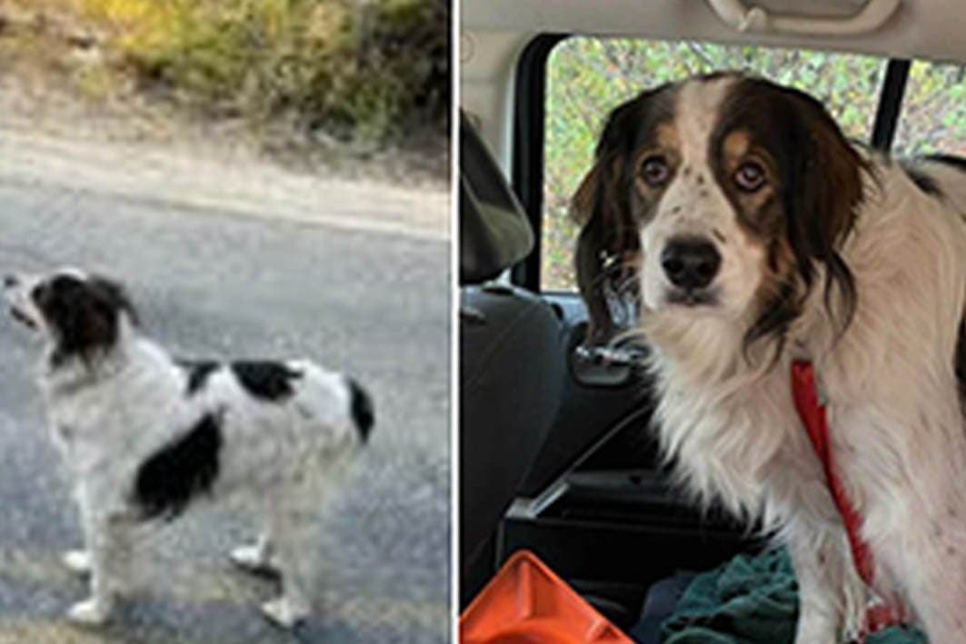 Washington: Un chien héroïque sauve son maître blessé