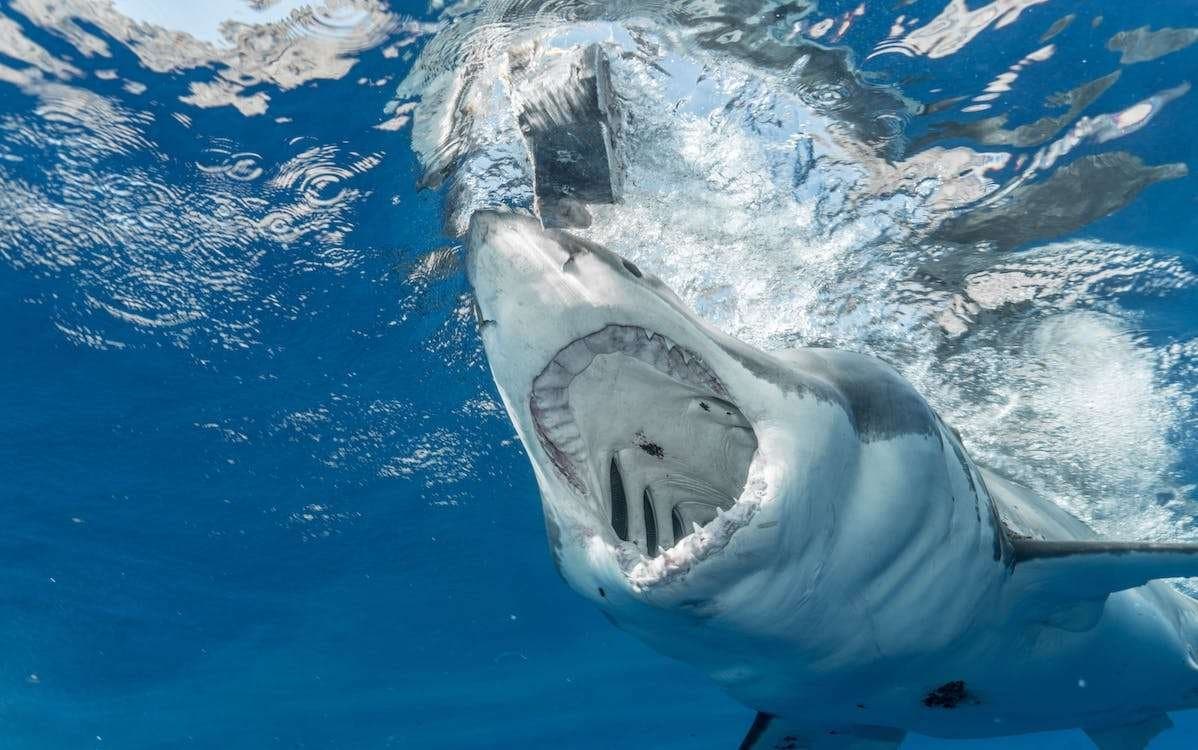 Urgent: fermetures de plages en Afrique du Sud face aux requins blancs
