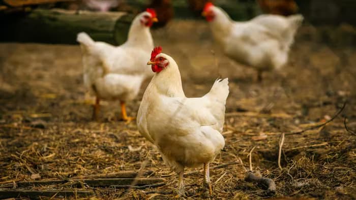 Grippe aviaire: La France passe en vigilance élevée sur tout son territoire