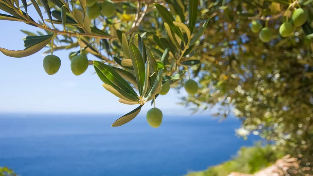 L'huile d'olive brésilienne bientôt sur le marché marocain