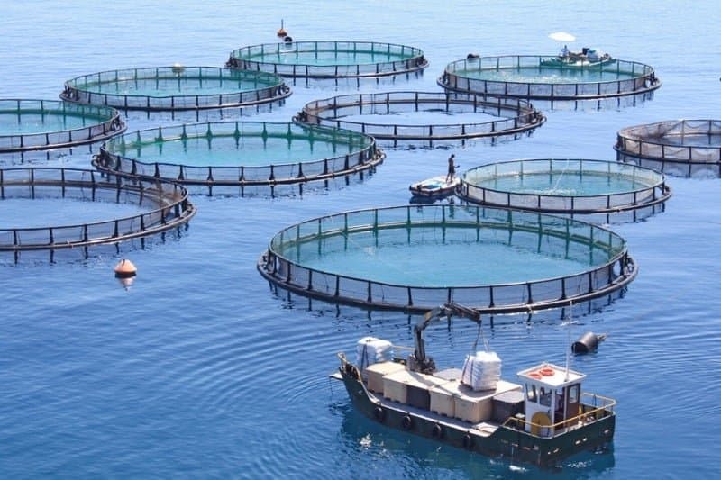 200 fermes aquacoles au Maroc visent une production de 124 000 tonnes