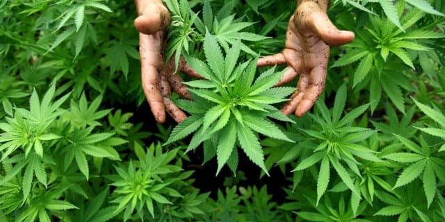 4000 tonnes de cannabis produites en 2024 sans infractions légales