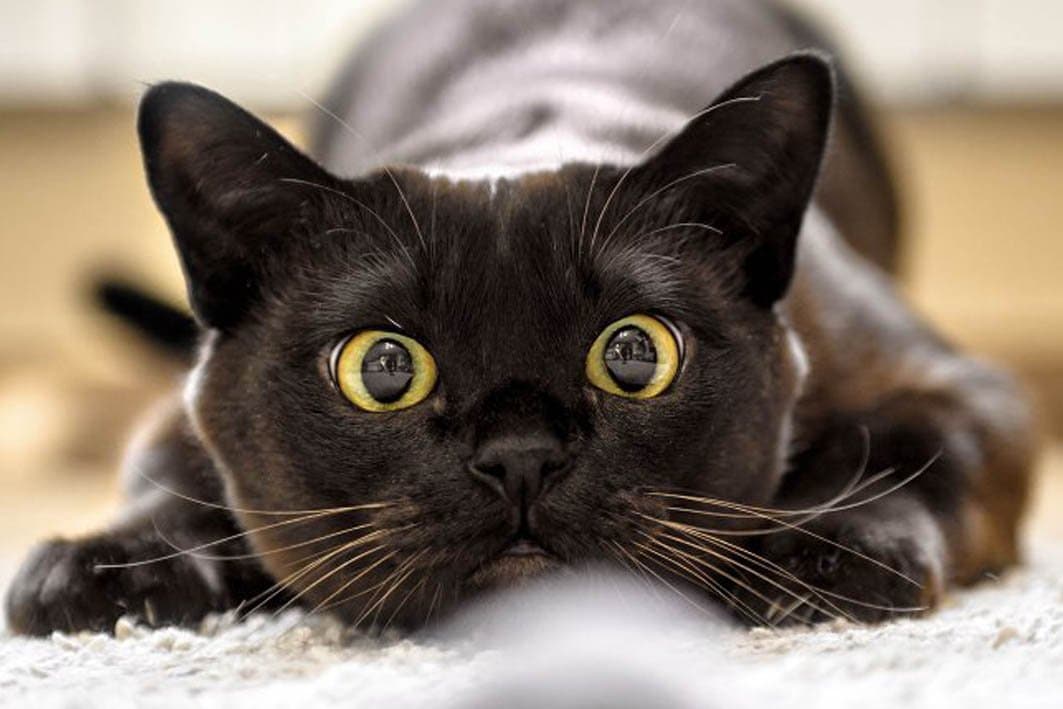 Un vaccin contre l'allergie aux chats est actuellement en phase de test