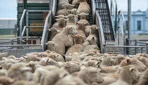 La demande marocaine fait grimper les prix des ovins en Espagne
