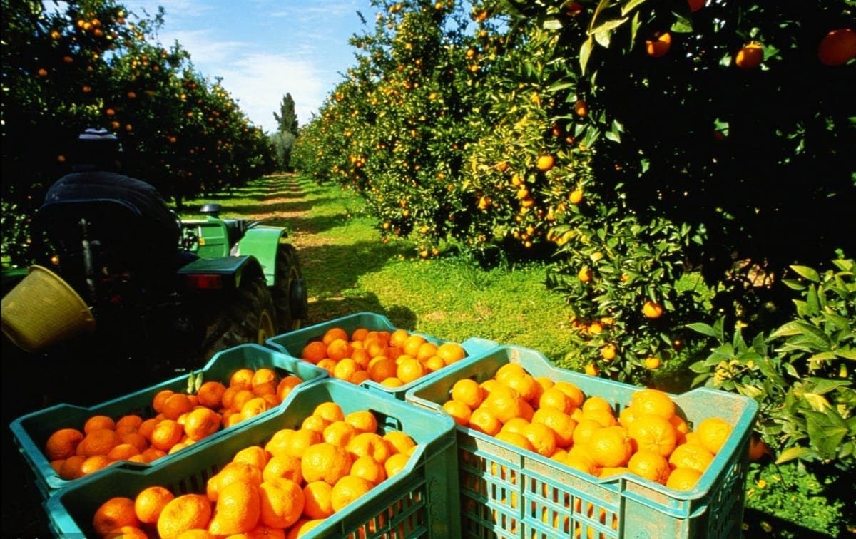 Le Maroc exporte plus de 20 000 tonnes d’oranges vers les États-Unis
