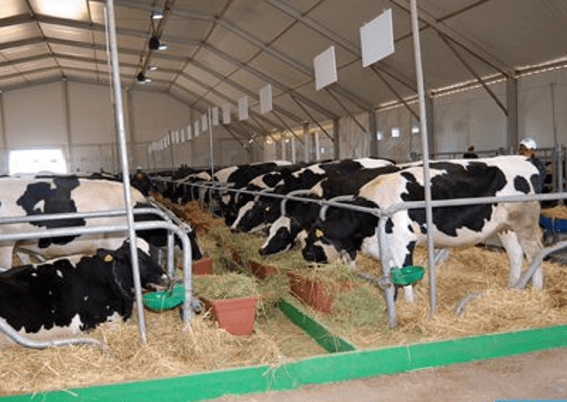 Le Paraguay envisage l’exportation de bétail vivant vers le marché marocain