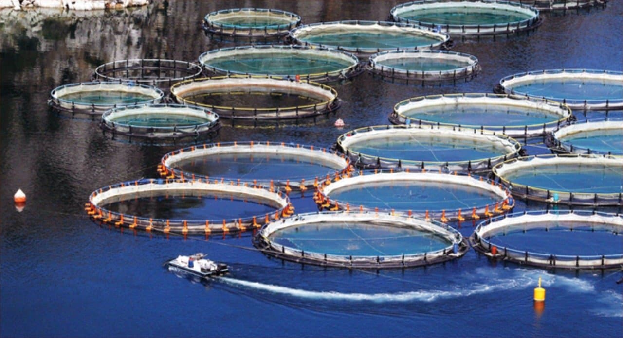 Aquaculture durable : Le Maroc, un modèle pour les pays africains