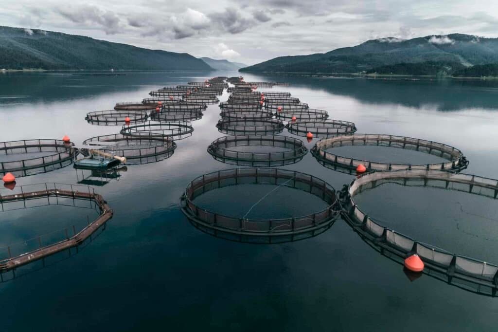 Safi: Un investissement norvégien de 21 millions de dollars dans l'aquaculture