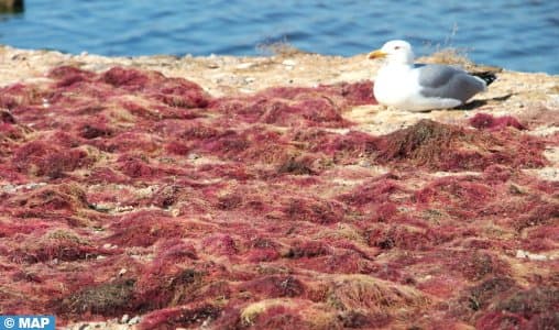 Culture d'algues à Nador : Un modèle de développement durable