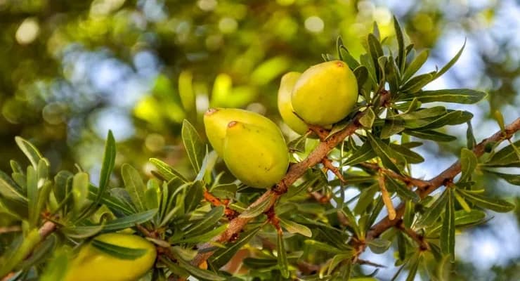 Le Maroc célèbre l’arganier, allié contre le changement climatique