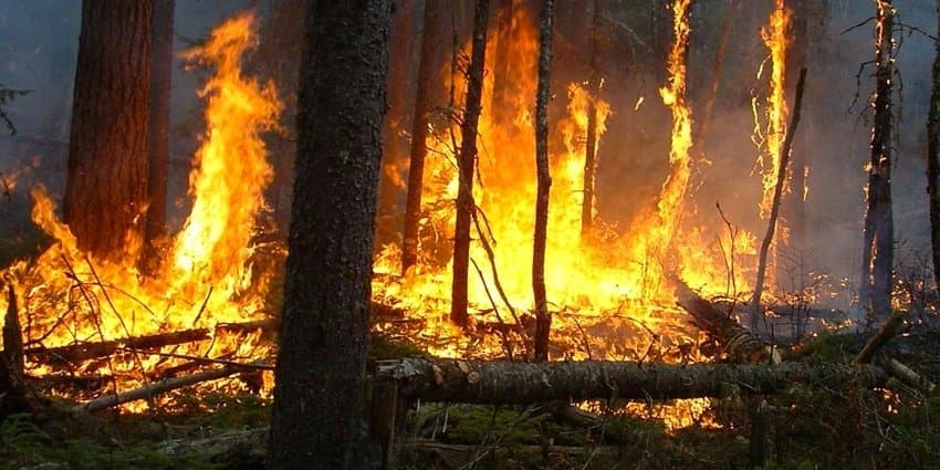 Incendie à Aïn Lahcen: 15 hectares ravagés
