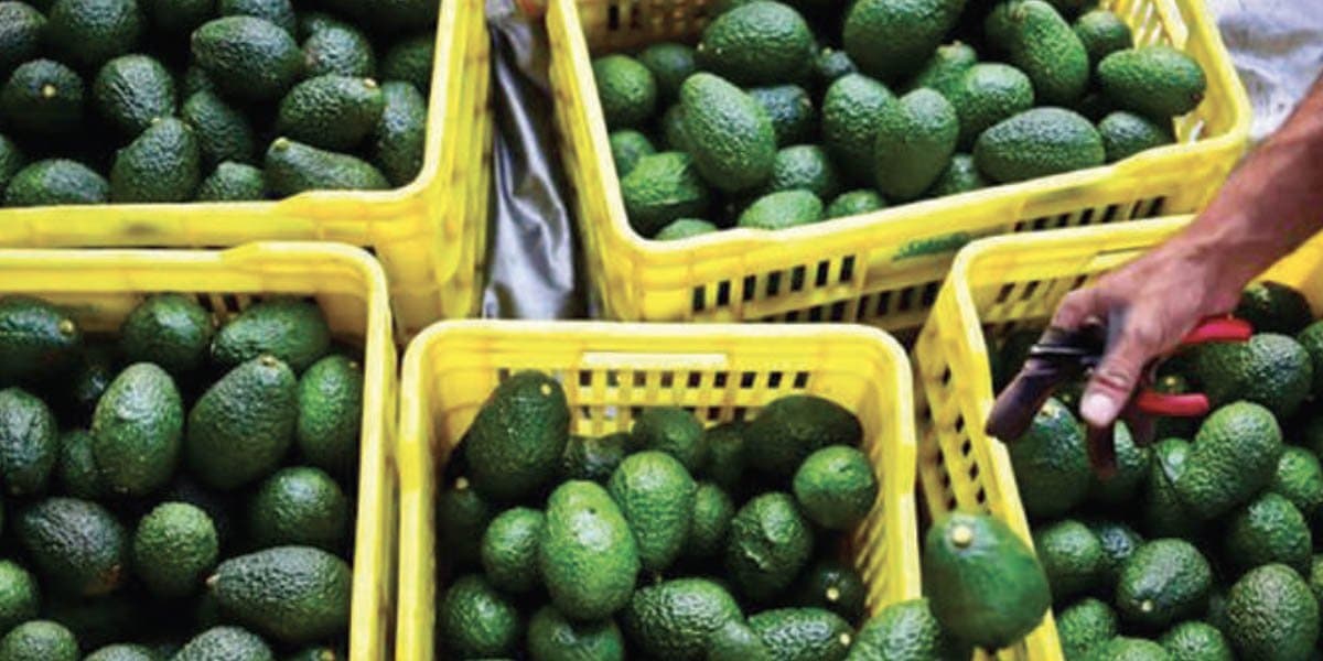 Le Maroc en tête des exportations d’avocat vers l’Espagne