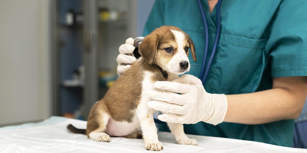 Sanlam Maroc lance une assurance santé pour chiens et chats