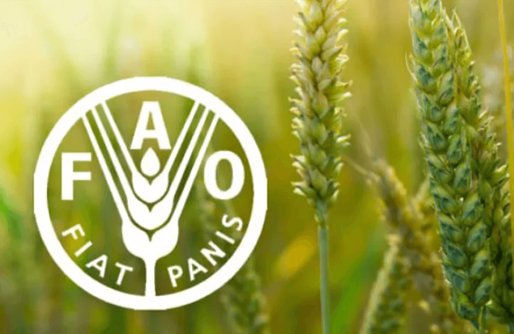 Hausse record des prix alimentaires en juillet selon la FAO